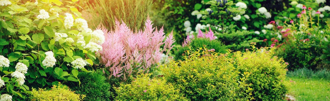 Image of flower garden