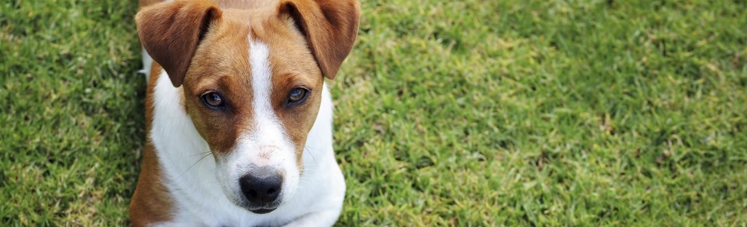 Image of dog 