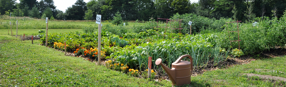 Community Allotment Garden