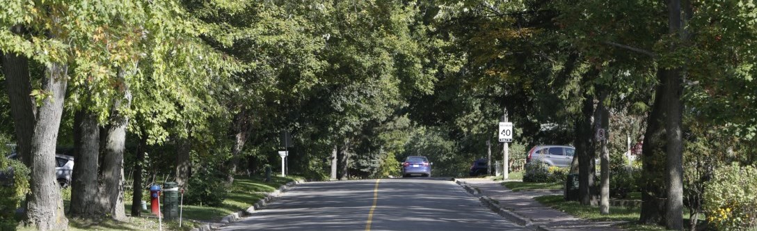 Tree lined street with car driving down the road
