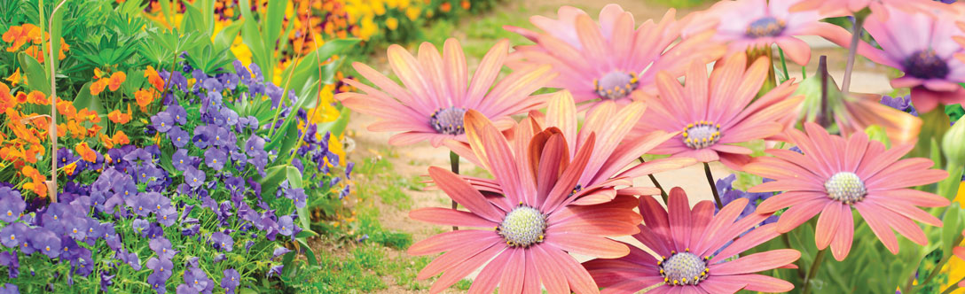 Richmond Hill Blooms 2019